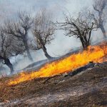 برخورد قاطع با مسببان آتش سوزی عمدی جنگل ها در کهگیلویه وبویراحمد